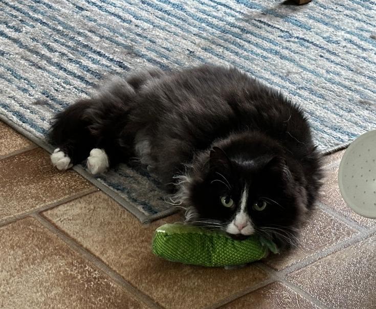 Enlarge Wendy, a Adoptable Domestic Long Hair in Rochester, NY image 4/5