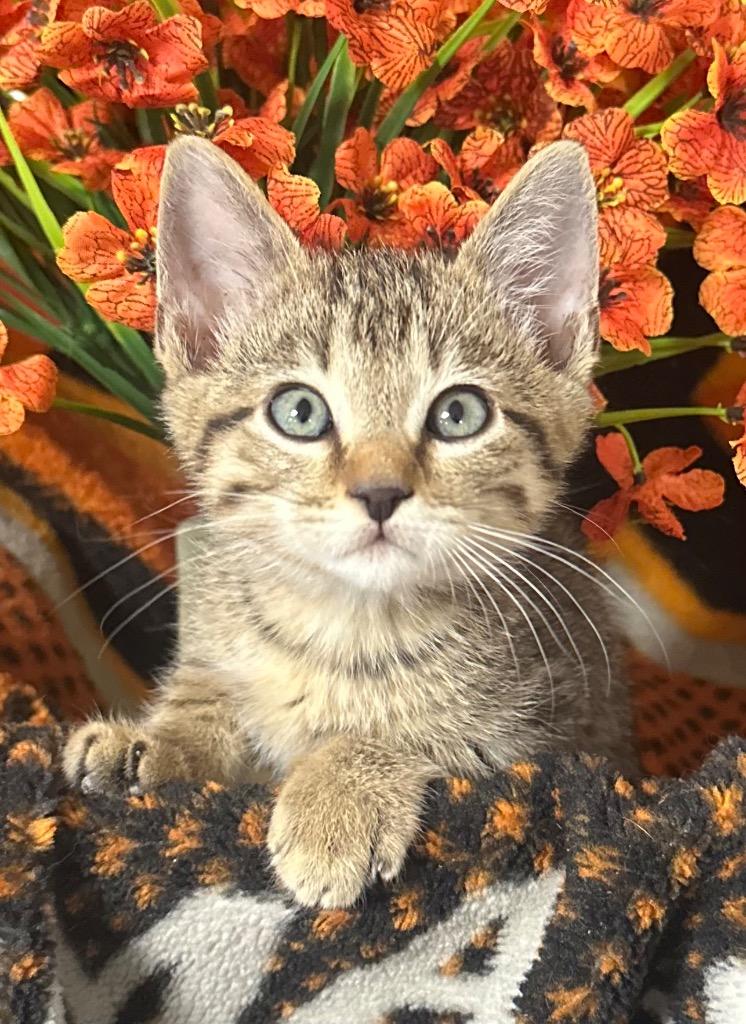 Enlarge 4/2/26 Thyme, a Adoptable mixed breed in Stillwater, OK image 1/1