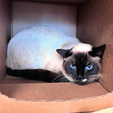 Enlarge Muffy, a ADOPTABLE Siamese in Salt Lake City, UT image 1/1