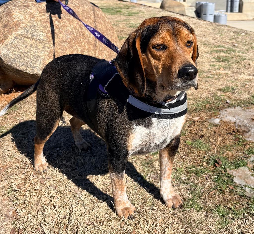 Turtle, a Adoptable mixed breed in Waxhaw, NC image 1/6