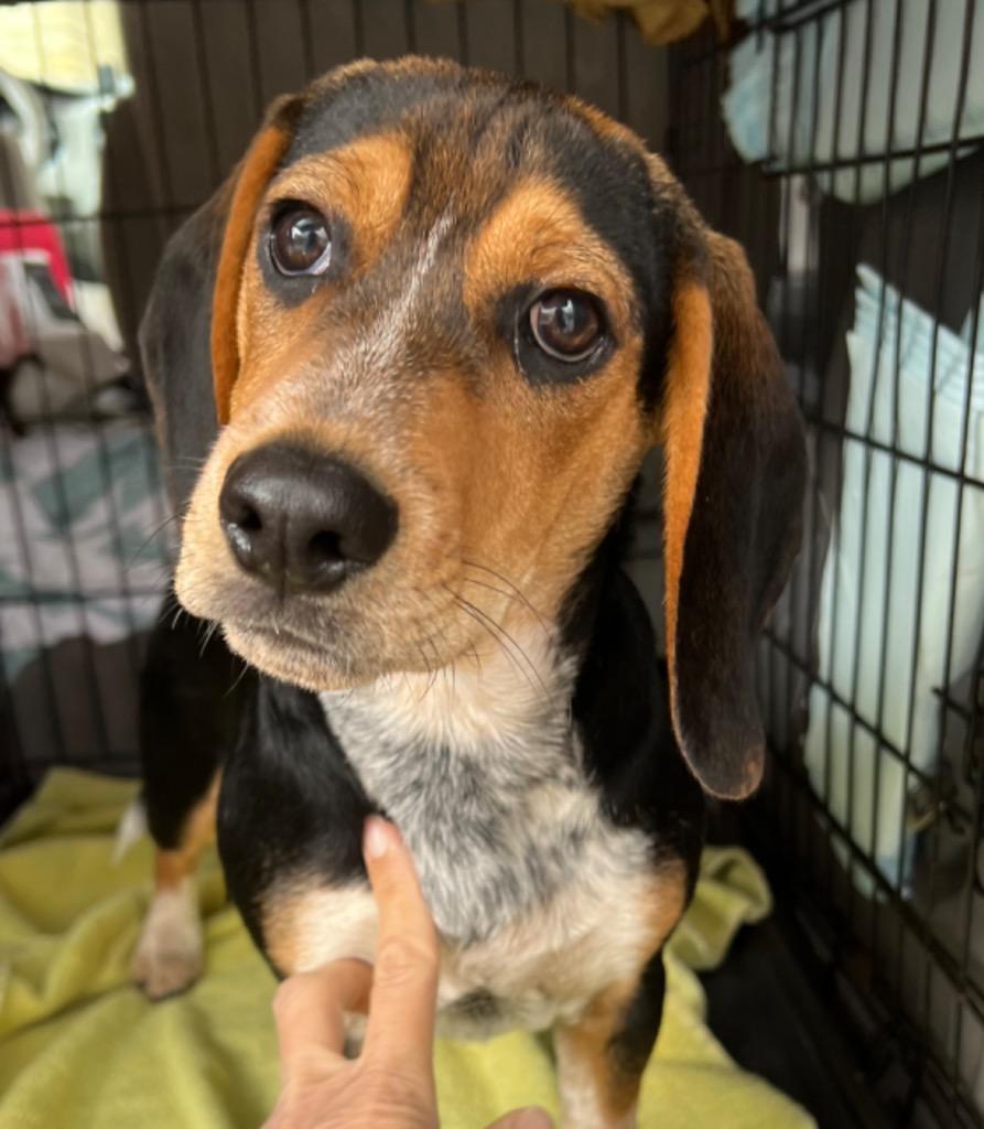 Turtle, a Adoptable mixed breed in Waxhaw, NC image 2/6