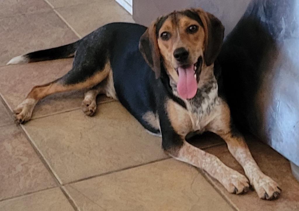 Turtle, Adoptable, Adult Male Beagle & Hound.