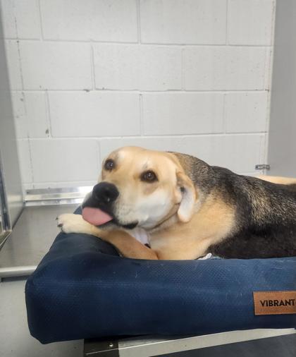 Enlarge Dolly 51548, a ADOPTABLE Mixed Breed in Oklahoma City, OK image 3/3