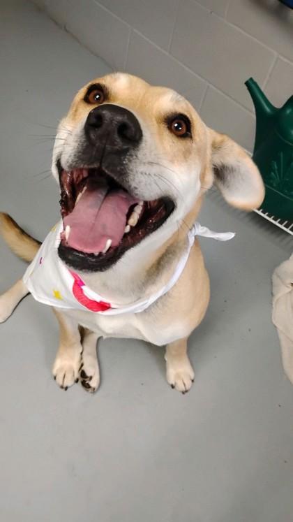 Enlarge Dolly 51548, a ADOPTABLE Mixed Breed in Oklahoma City, OK image 2/3