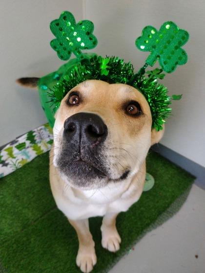 Dolly 51548, ADOPTABLE, Adult Female Mixed Breed.