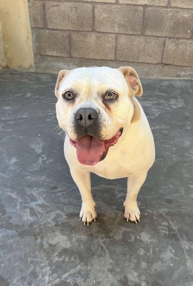 Fiona, Adoptable, Young Female American Bulldog.