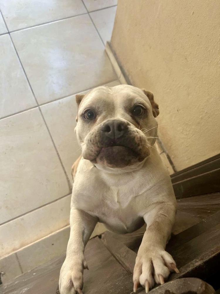 Enlarge Fiona, a Adoptable mixed breed in Escondido, CA image 2/4