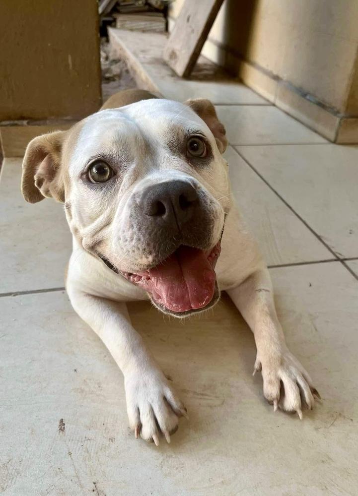 Enlarge Fiona, a Adoptable mixed breed in Escondido, CA image 3/4