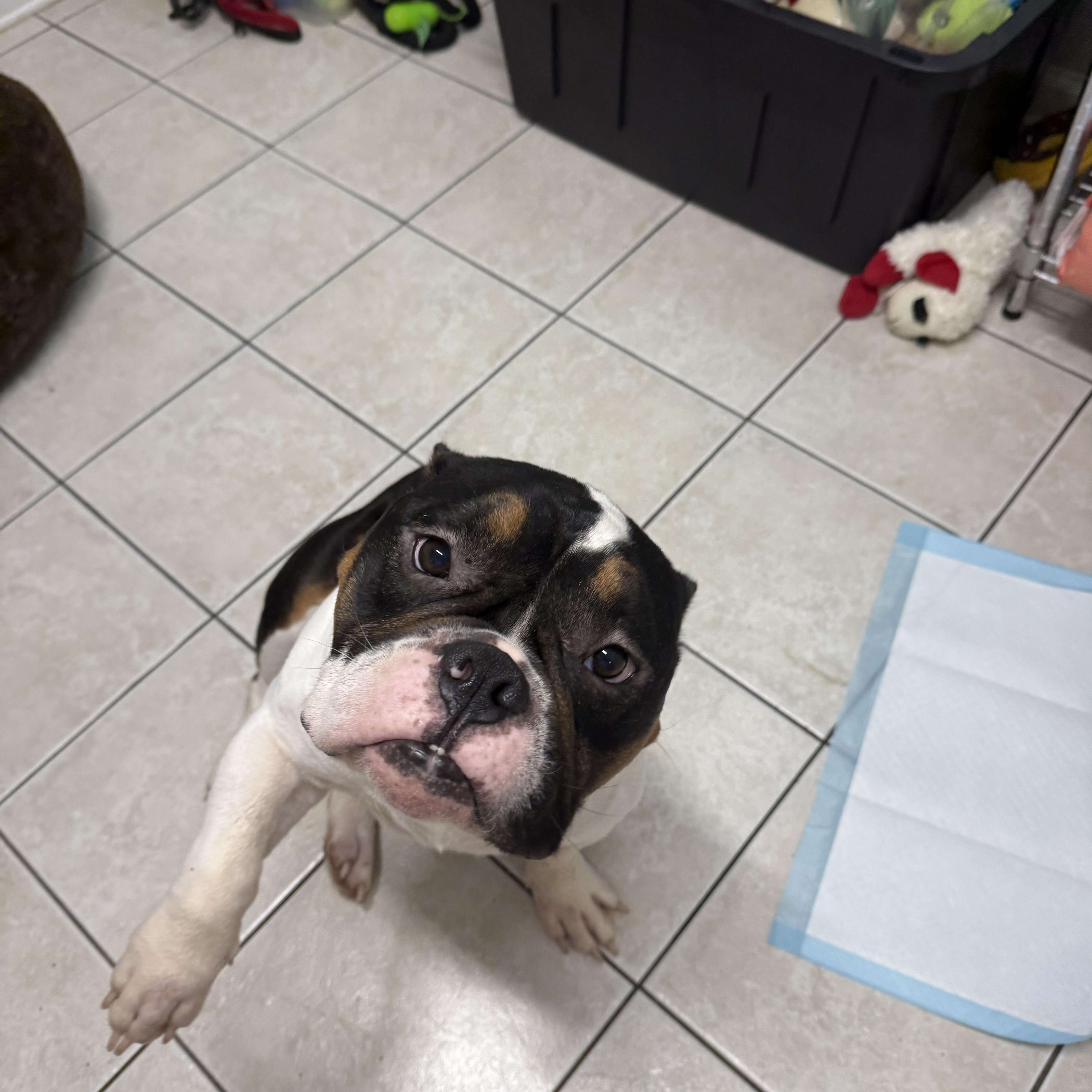 Bubba, ADOPTABLE, Young Male English Bulldog.