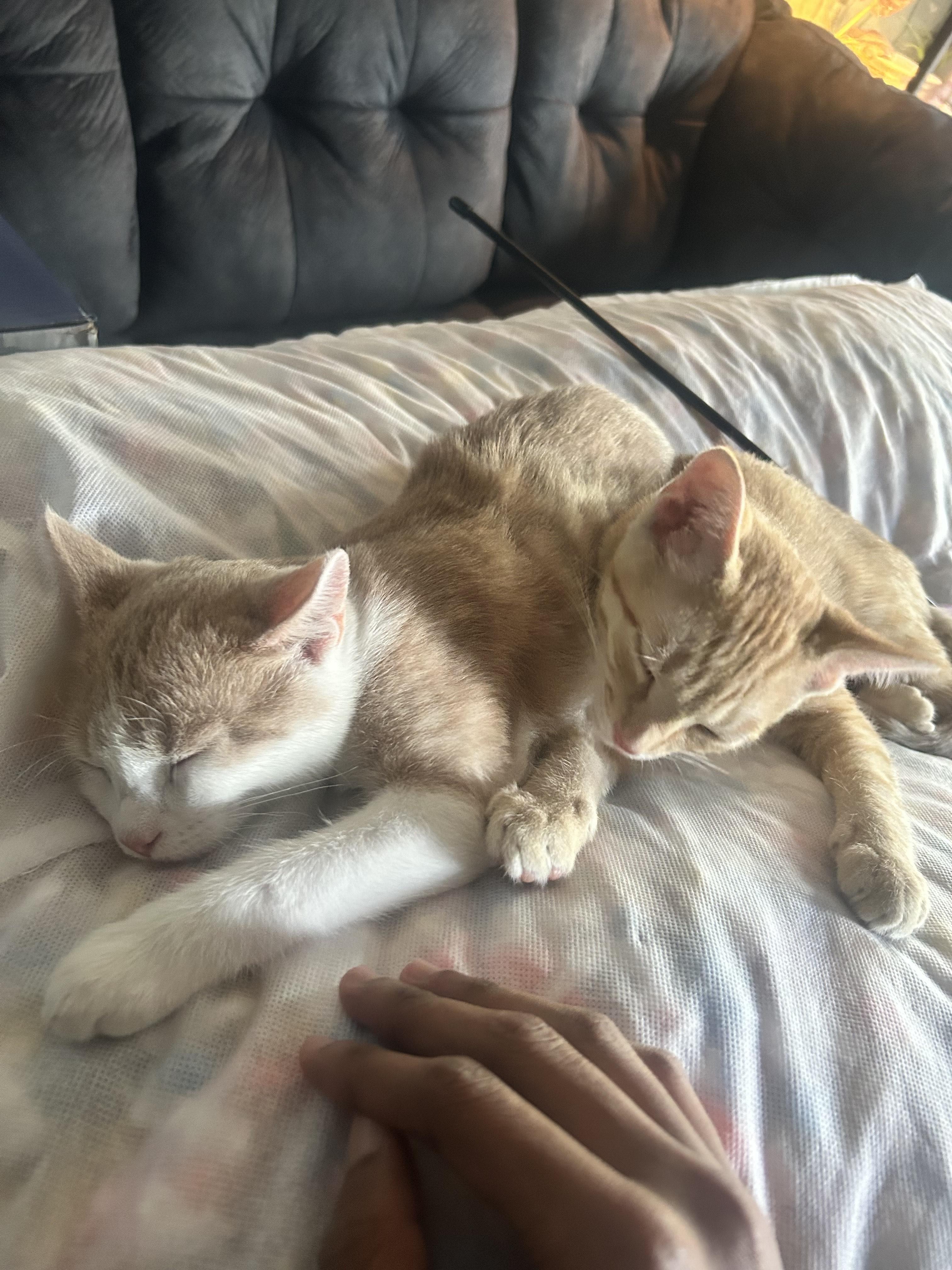 Enlarge Simba, a Adoptable Domestic Short Hair in Bowie, MD image 2/2