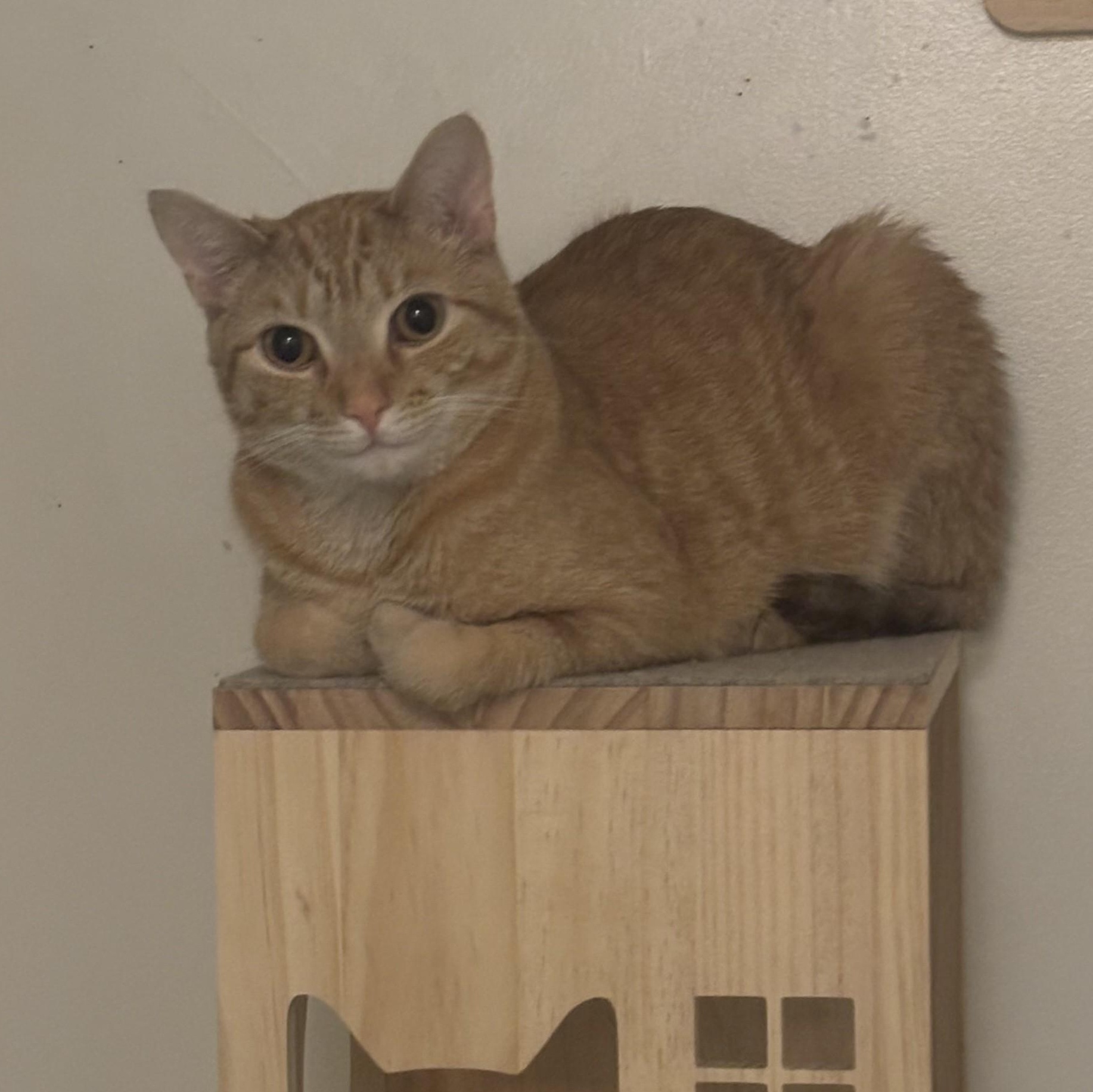 Simba, Adoptable, Adult Male Domestic Short Hair.