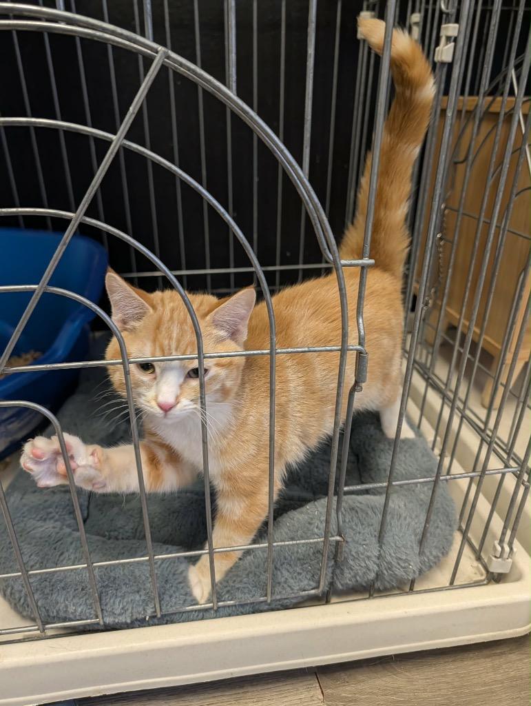 Enlarge Wally, a Adopted Tabby in Grand Junction, CO image 1/1