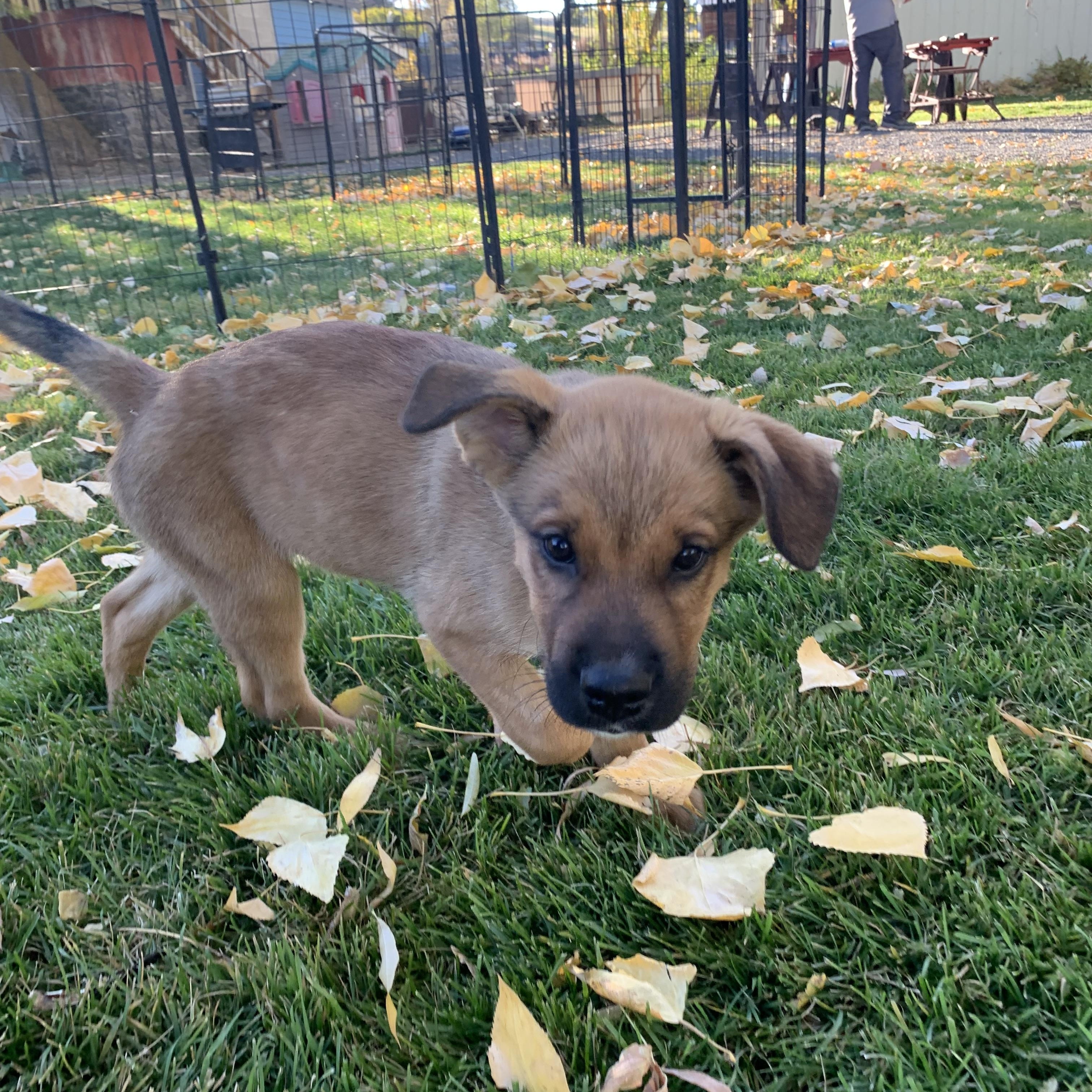 Benny, Adoptable, Young Male German Shepherd Dog.