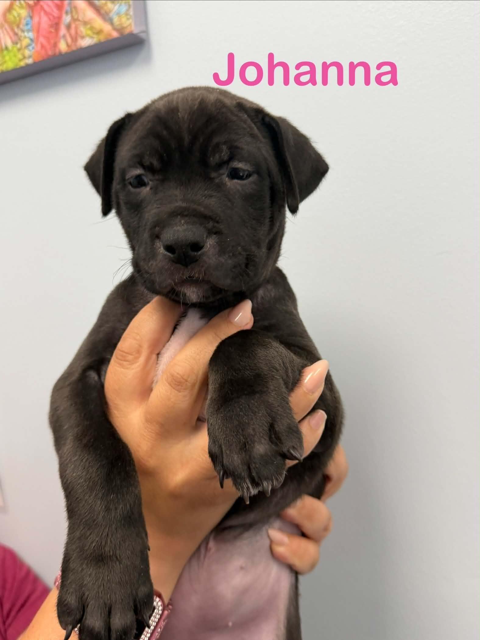 Johanna, Adoptable, Puppy Female Pit Bull Terrier.