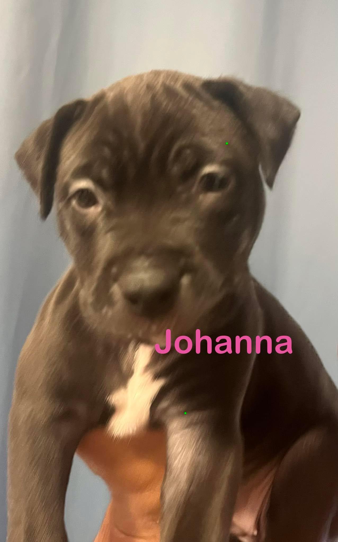 Enlarge Johanna, a Adoptable mixed breed in St. Clair Shores, MI image 2/3