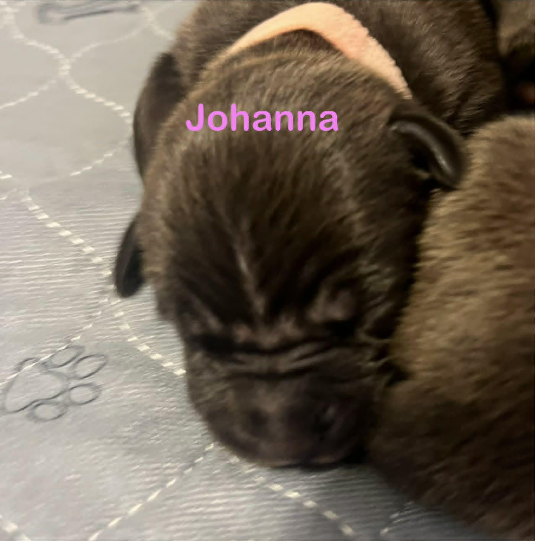 Enlarge Johanna, a Adoptable mixed breed in St. Clair Shores, MI image 3/3