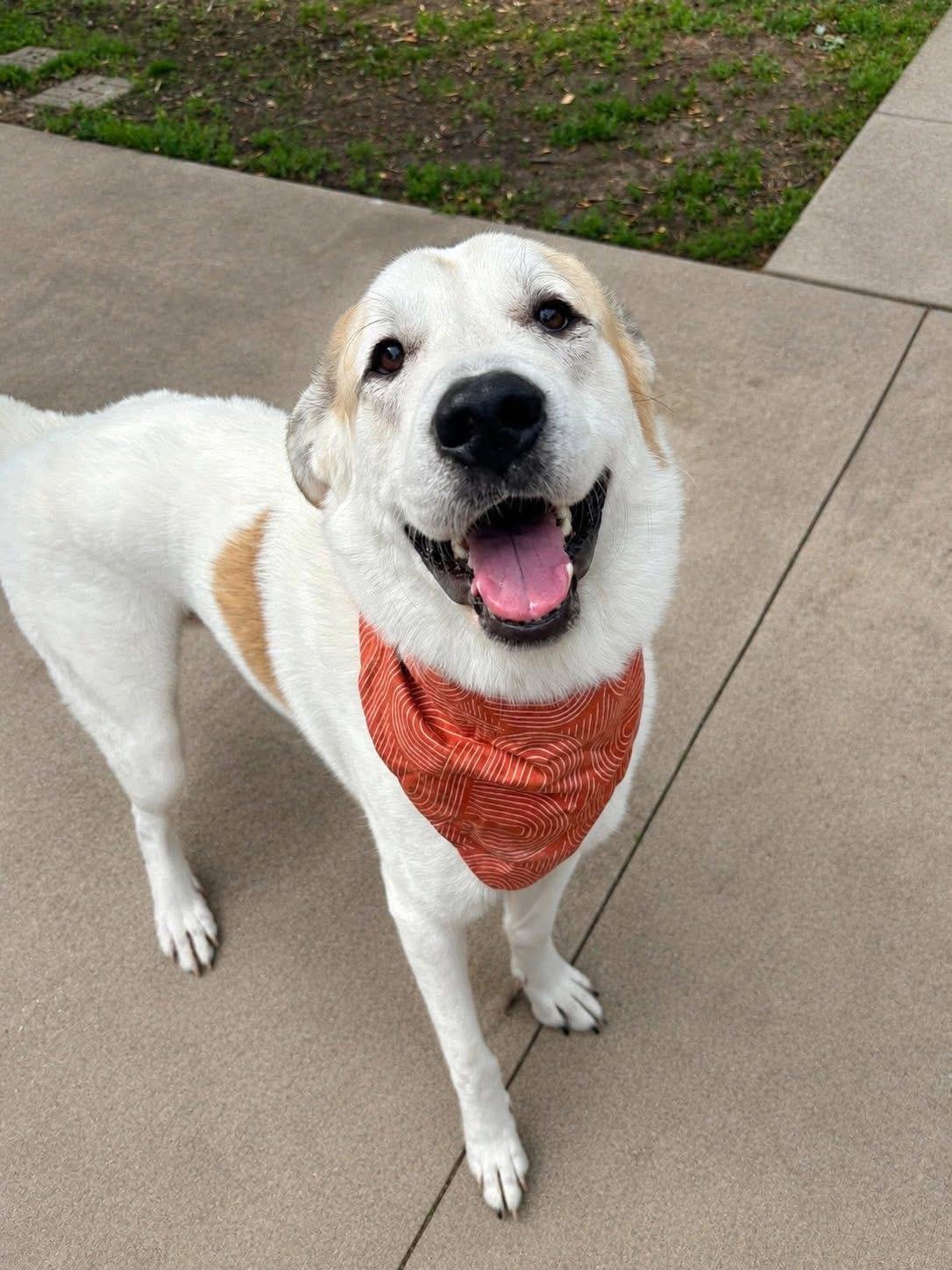 Boomy the Pyrenees Mix, a Adoptable mixed breed in Muskego, WI image 4/4