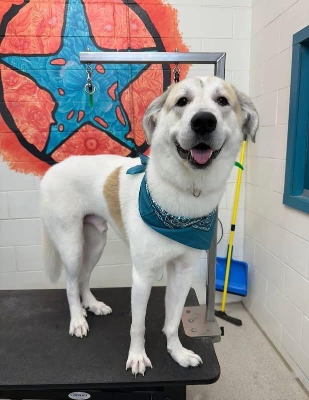 Boomy the Pyrenees Mix, Adoptable, Young Male Great Pyrenees.