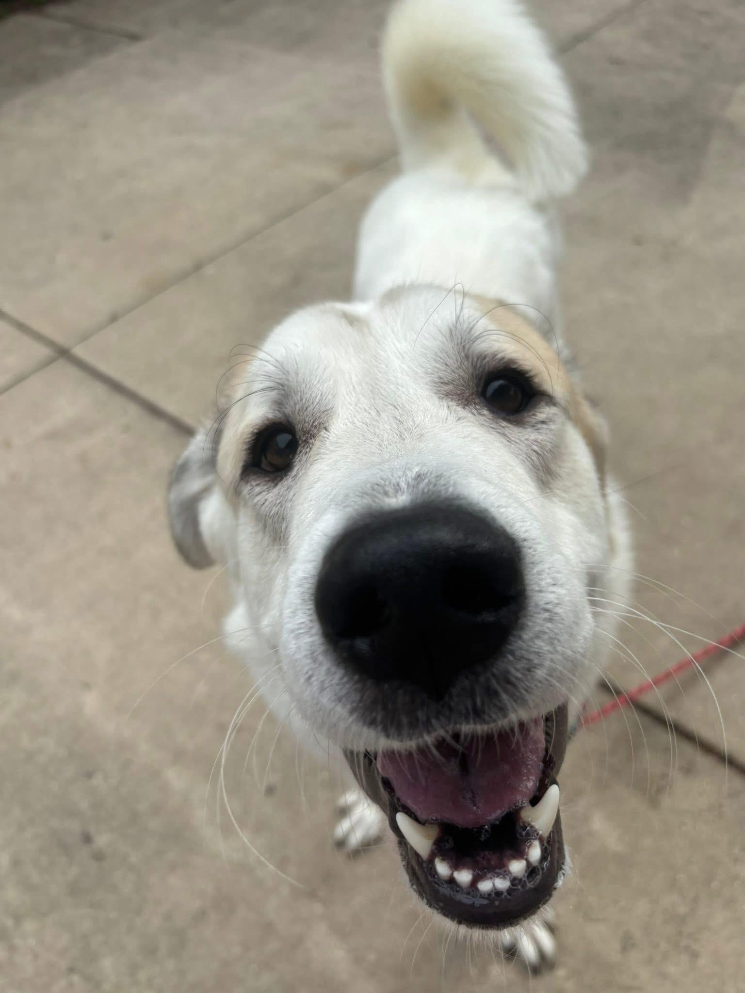 Boomy the Pyrenees Mix, a Adoptable mixed breed in Muskego, WI image 3/4