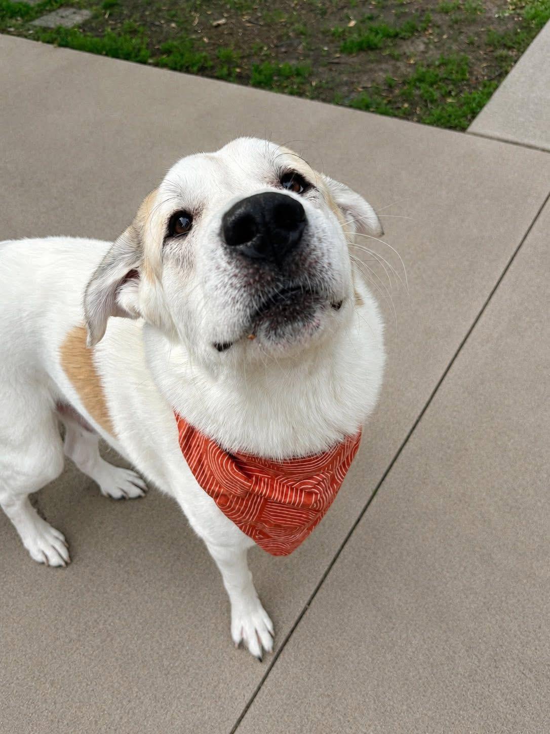 Boomy the Pyrenees Mix, a Adoptable mixed breed in Muskego, WI image 2/4