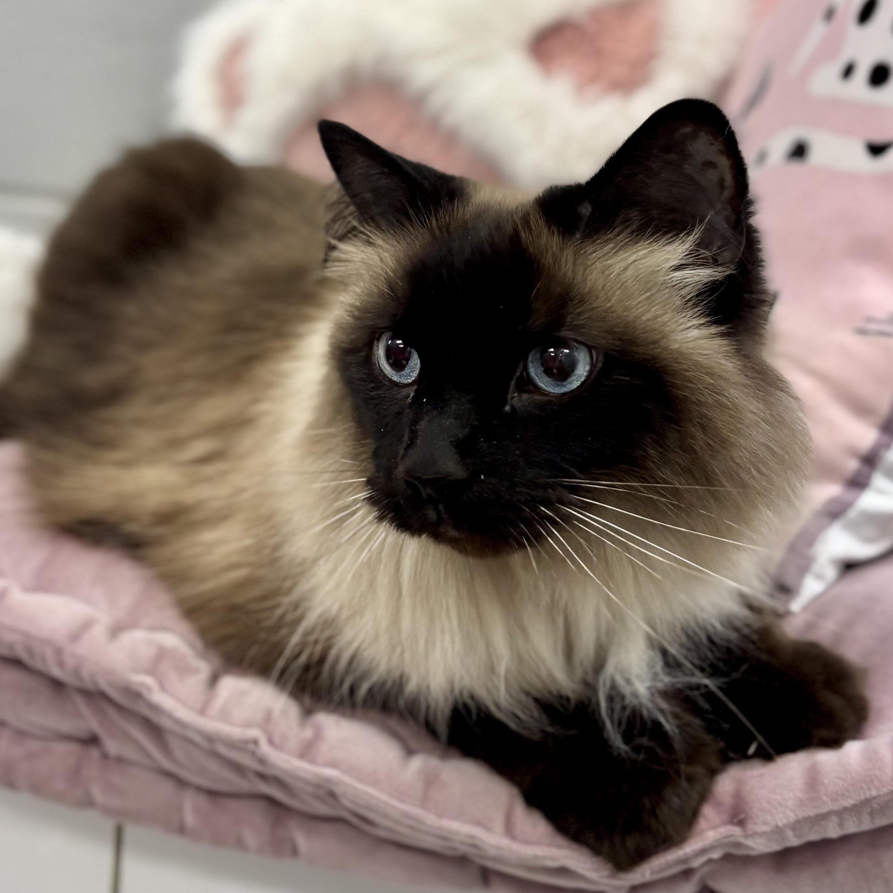 Enlarge Sassy, a ADOPTABLE Himalayan in Bardstown, KY image 5/6