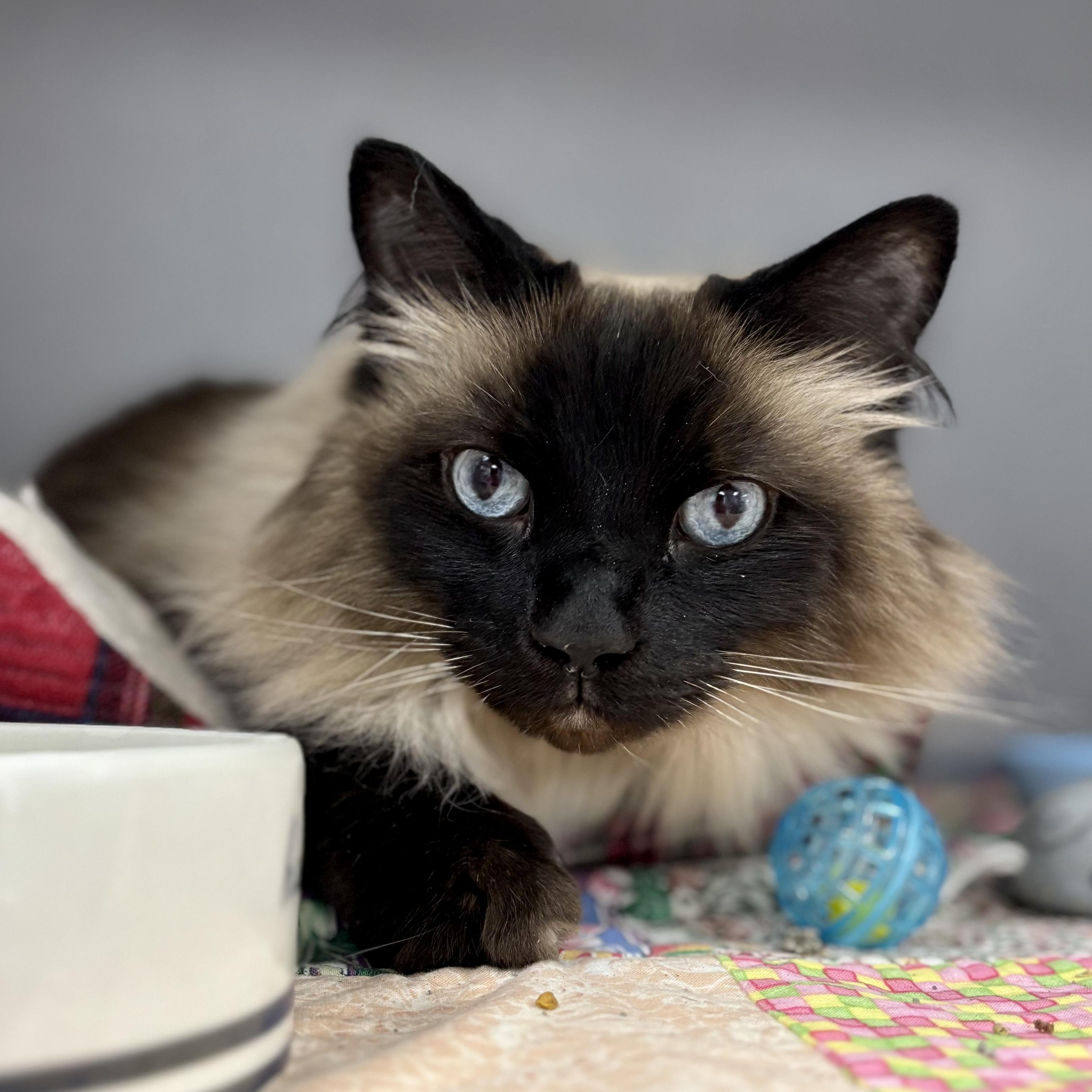 Enlarge Sassy, a ADOPTABLE Himalayan in Bardstown, KY image 4/6