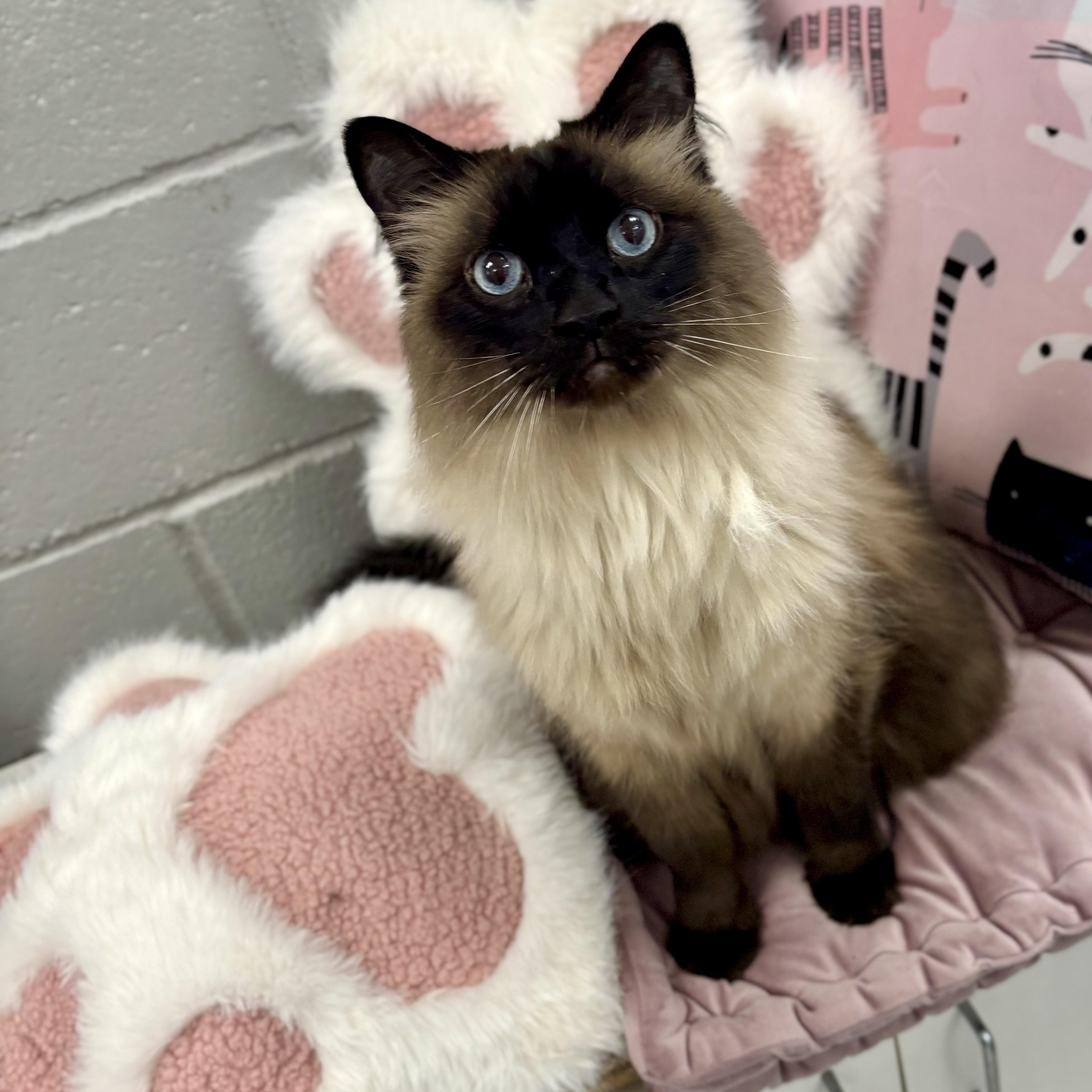 Enlarge Sassy, a ADOPTABLE Himalayan in Bardstown, KY image 1/6