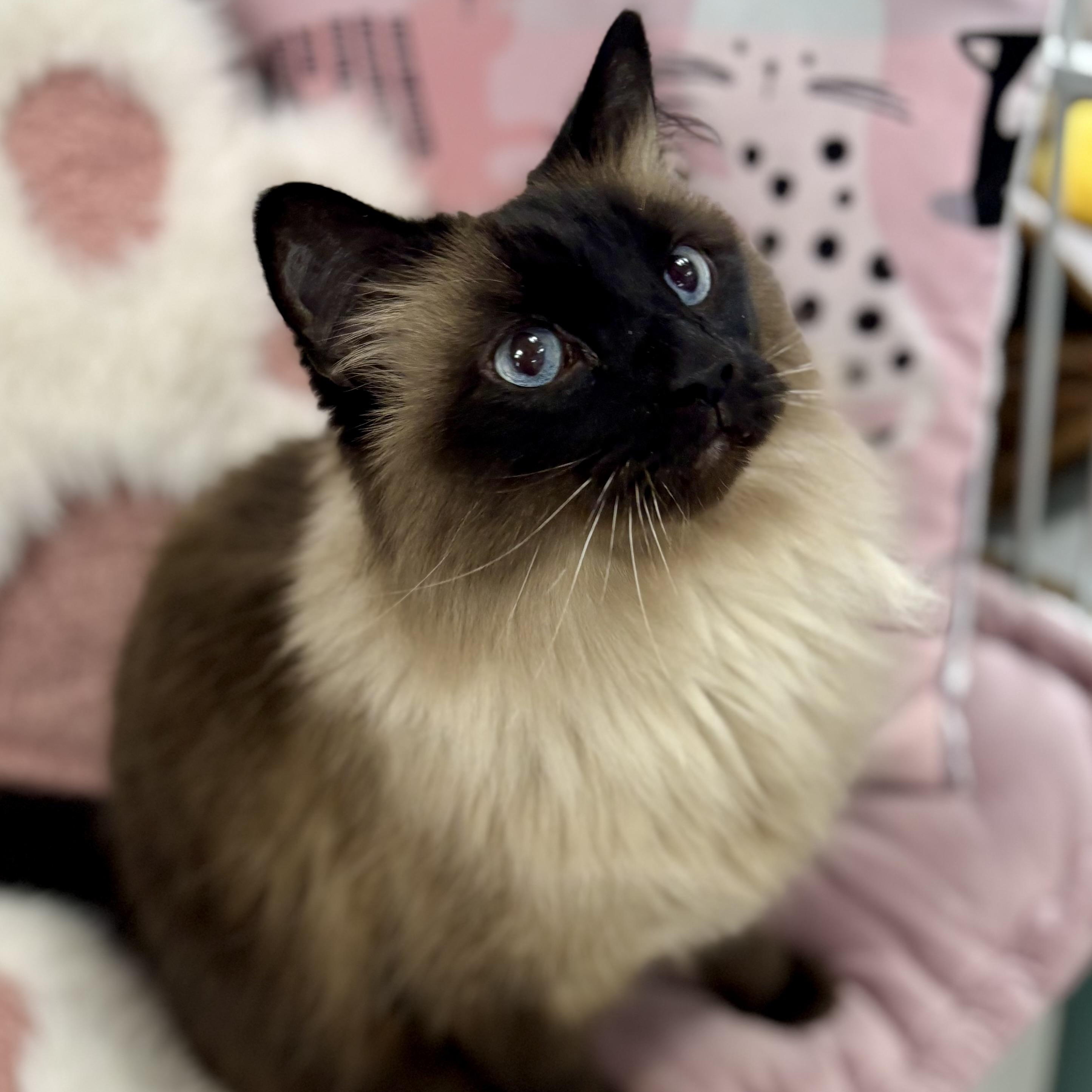Enlarge Sassy, a ADOPTABLE Himalayan in Bardstown, KY image 6/6