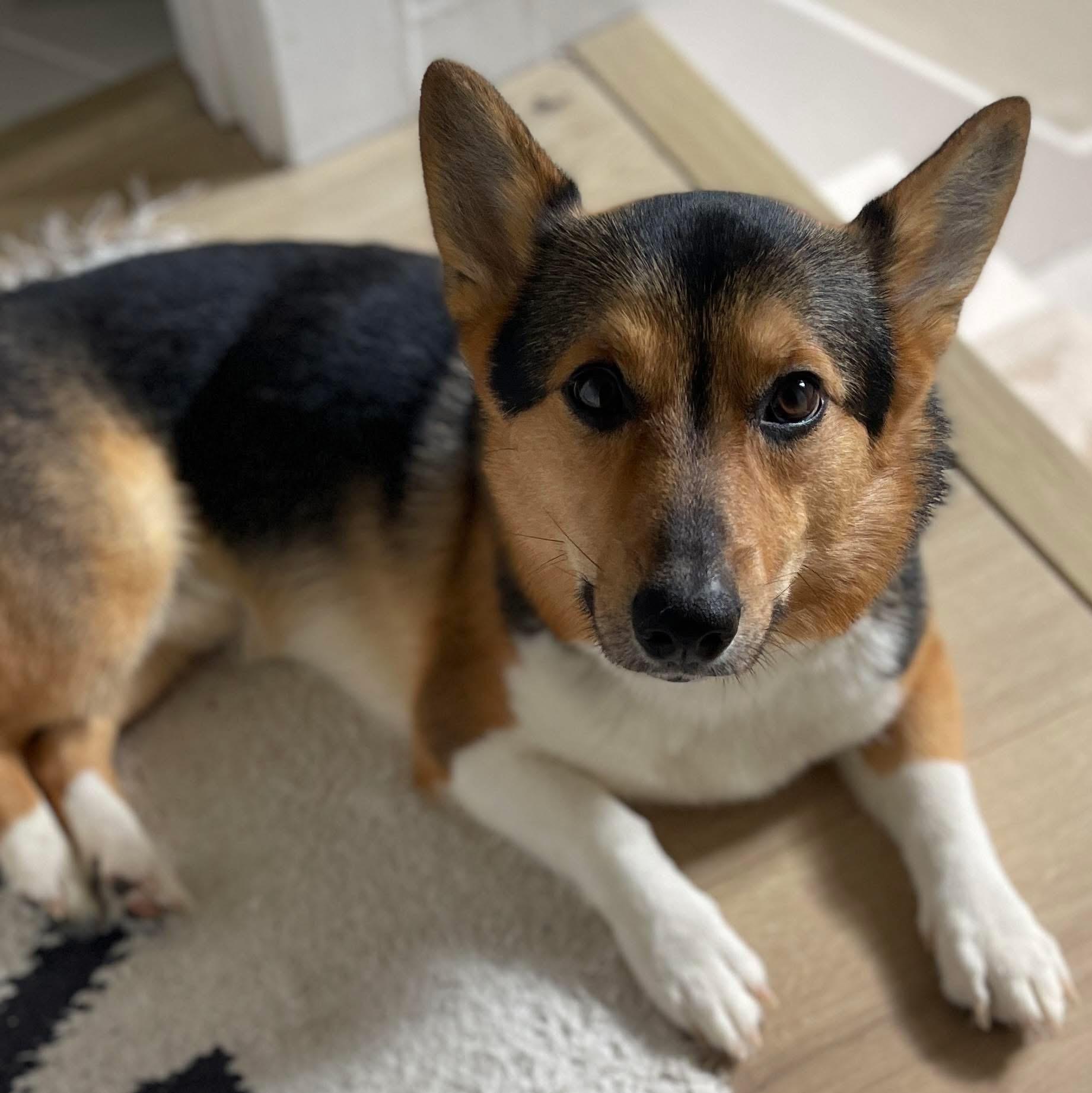 Rocky, Adoptable, Young Male Corgi.