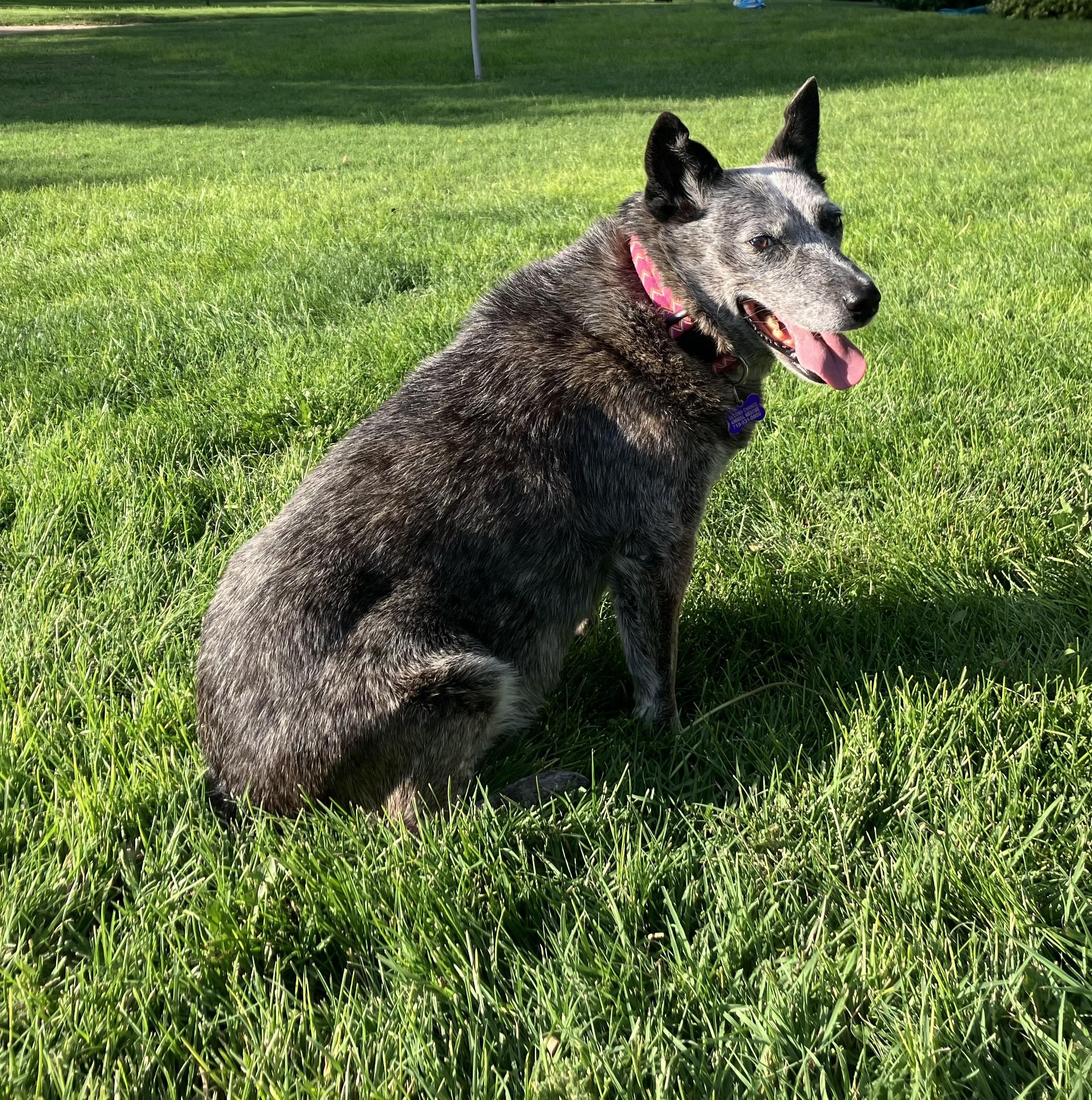 Stormy, Adopted, Senior Female Australian Cattle Dog / Blue Heeler.