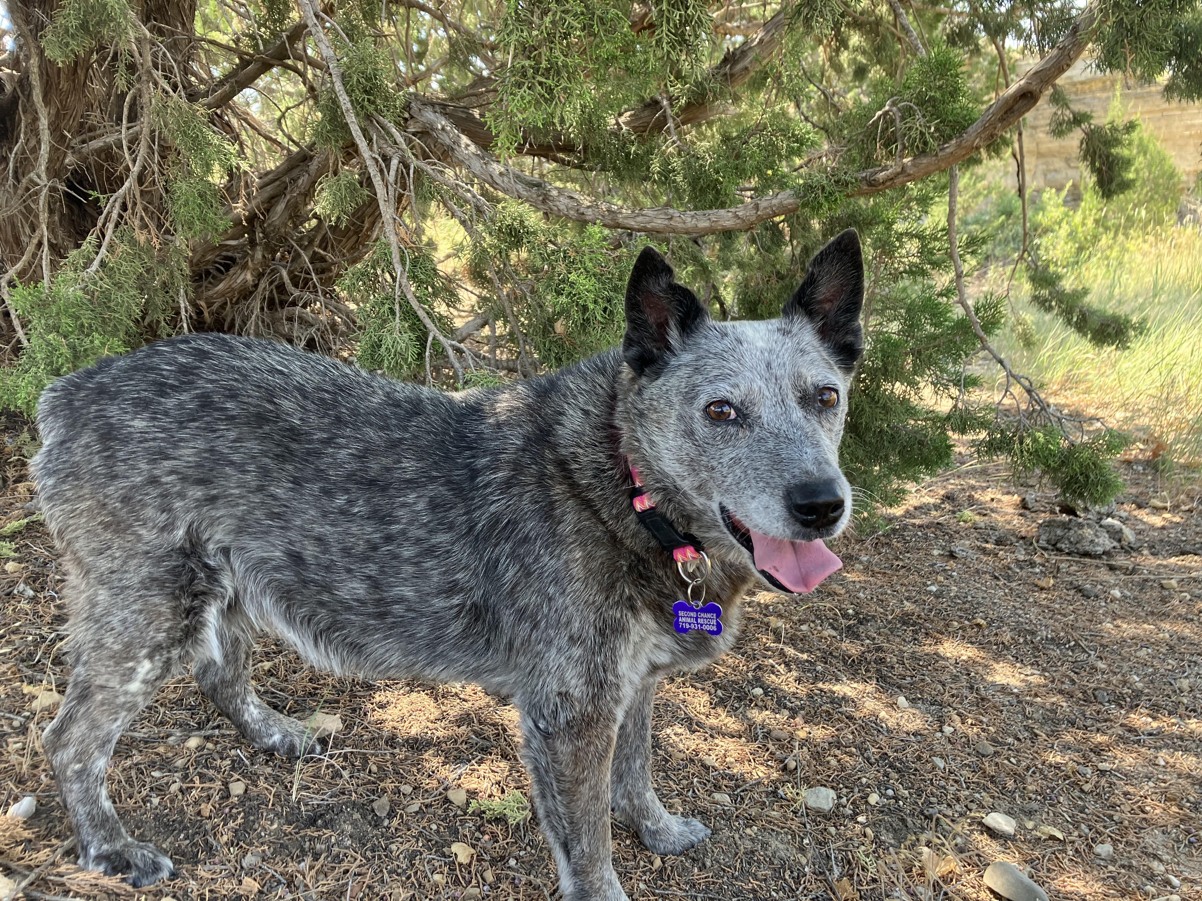 Enlarge Stormy, a Adopted Australian Cattle Dog / Blue Heeler in Colorado Springs, CO image 2/2