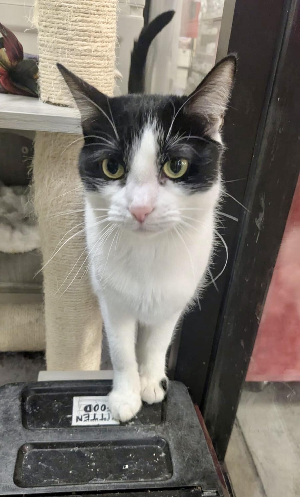 Destiny & Delilah ~ Bonded Sisters, Adult Female unknown