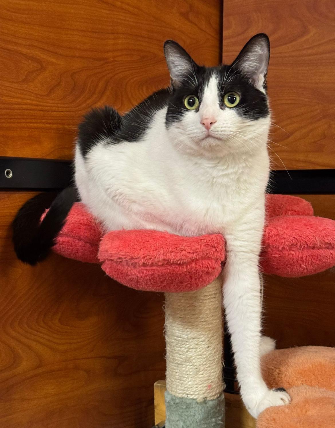 Delilah, Adult Female unknown