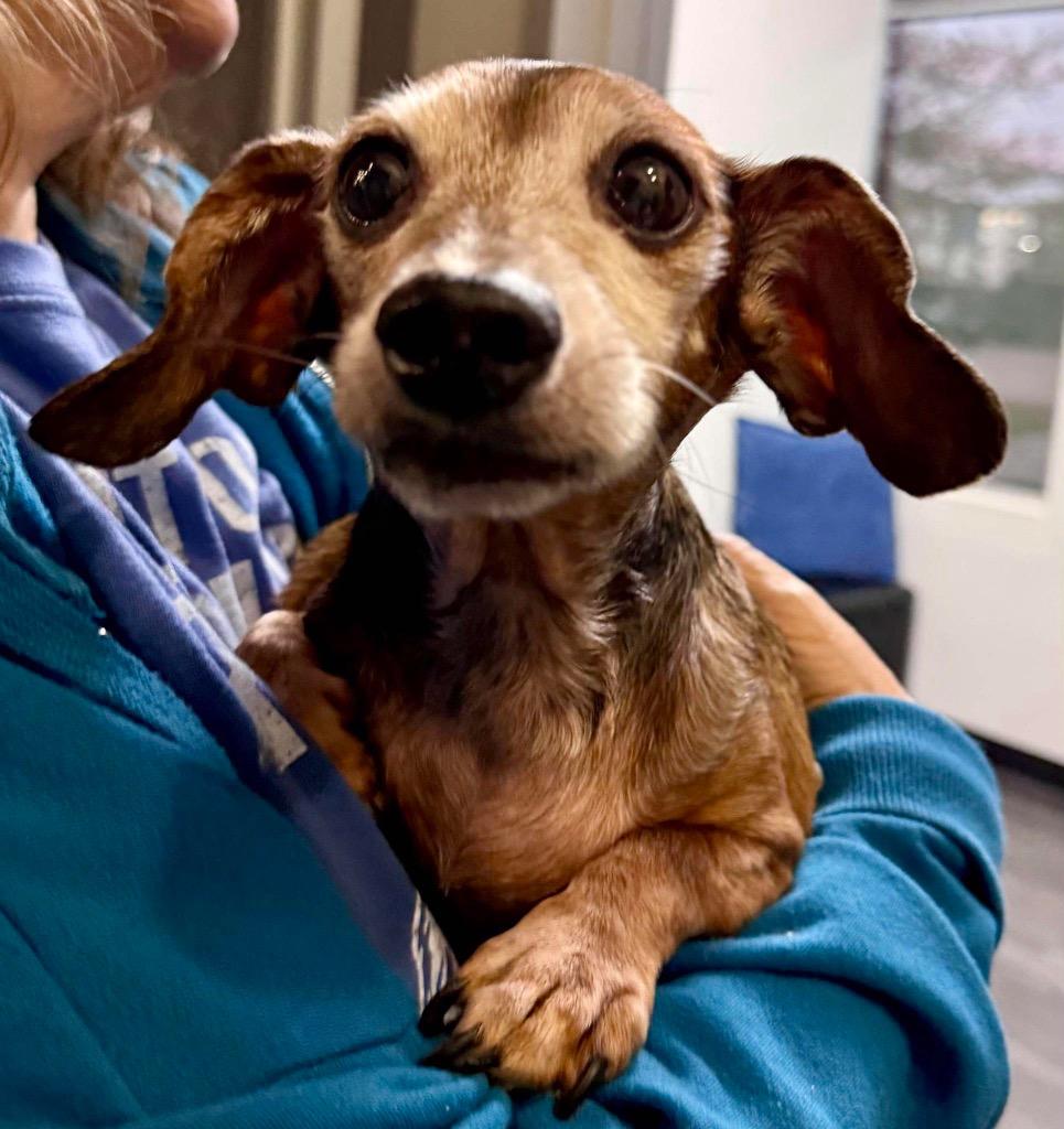 Enlarge Penny, a Adoptable Dachshund in College Station, TX image 1/4