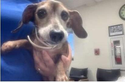 Enlarge Penny, a Adoptable Dachshund in College Station, TX image 2/4