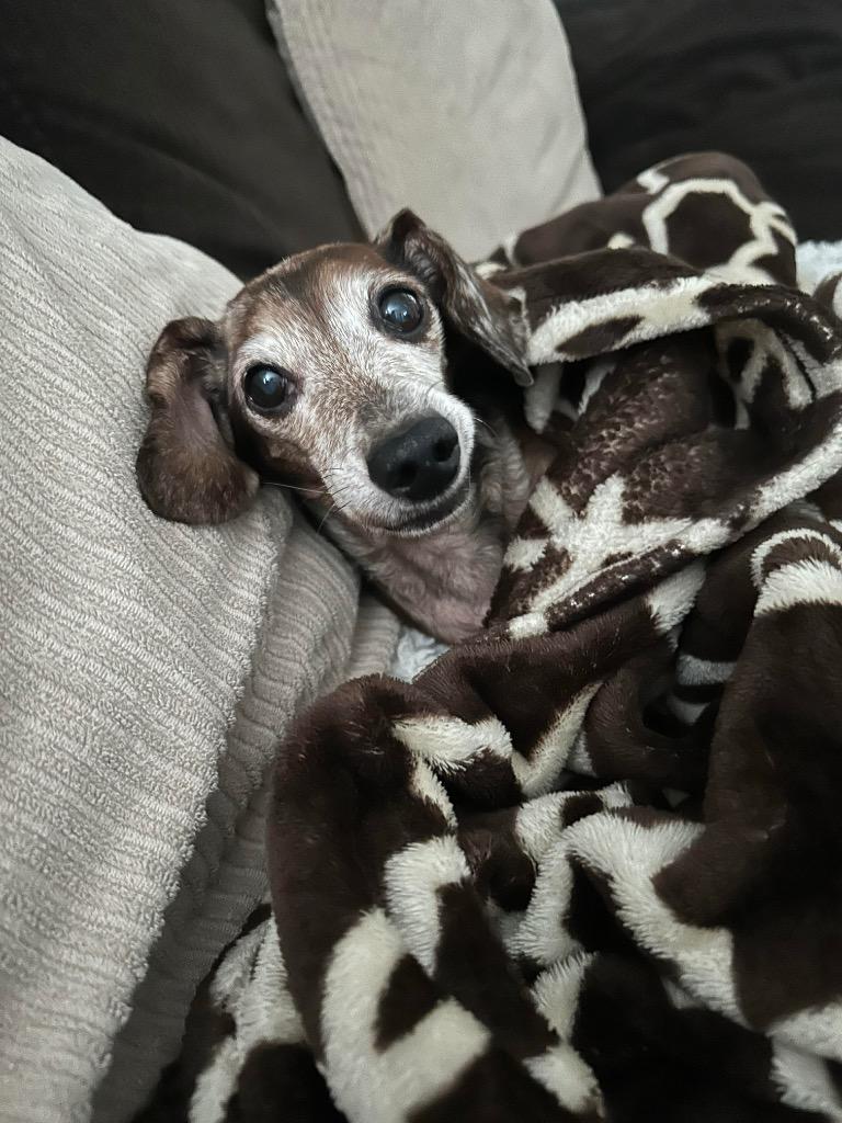 Enlarge Penny, a Adoptable Dachshund in College Station, TX image 3/4