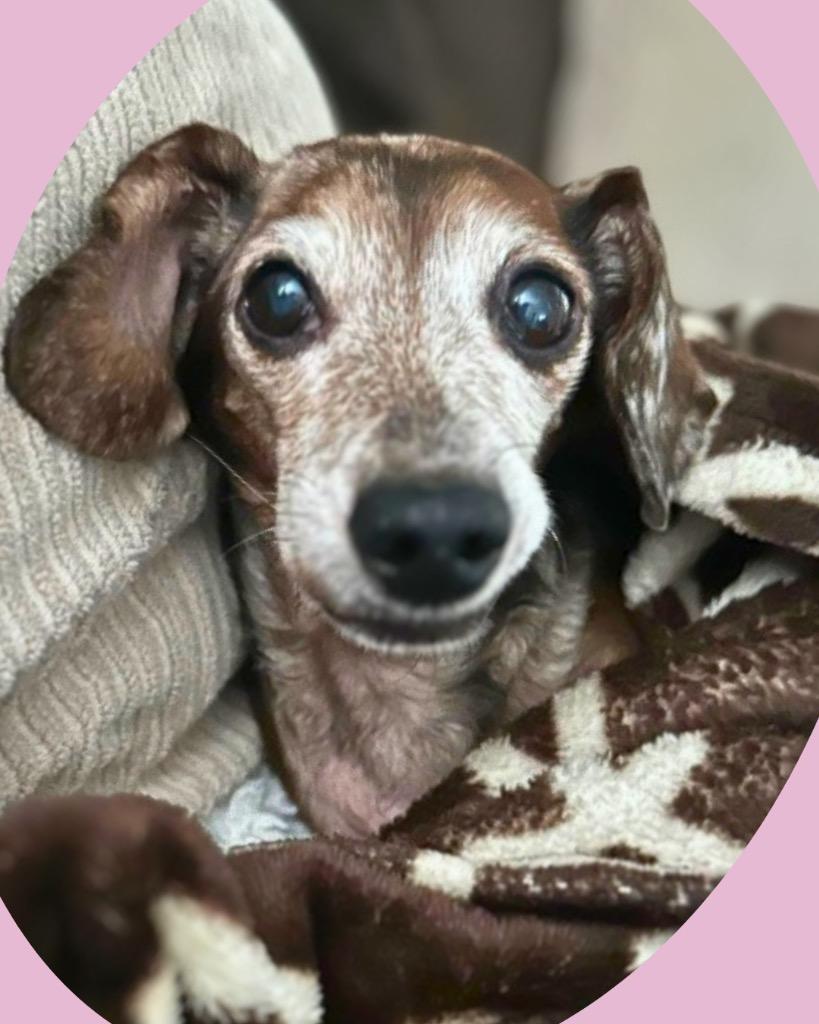 Enlarge Penny, a Adoptable Dachshund in College Station, TX image 4/4