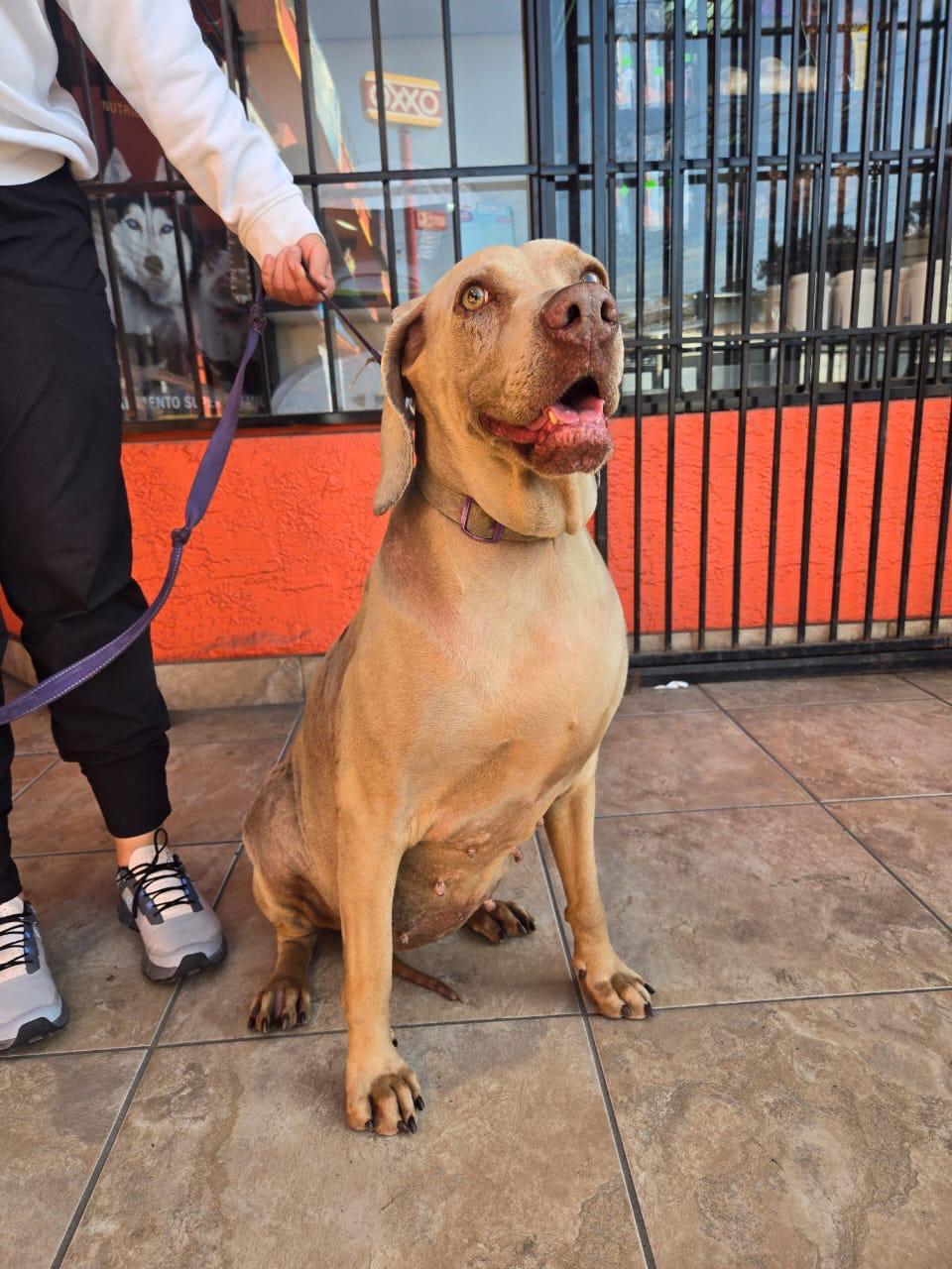 leah, Adoptable, Adult Female Weimaraner.