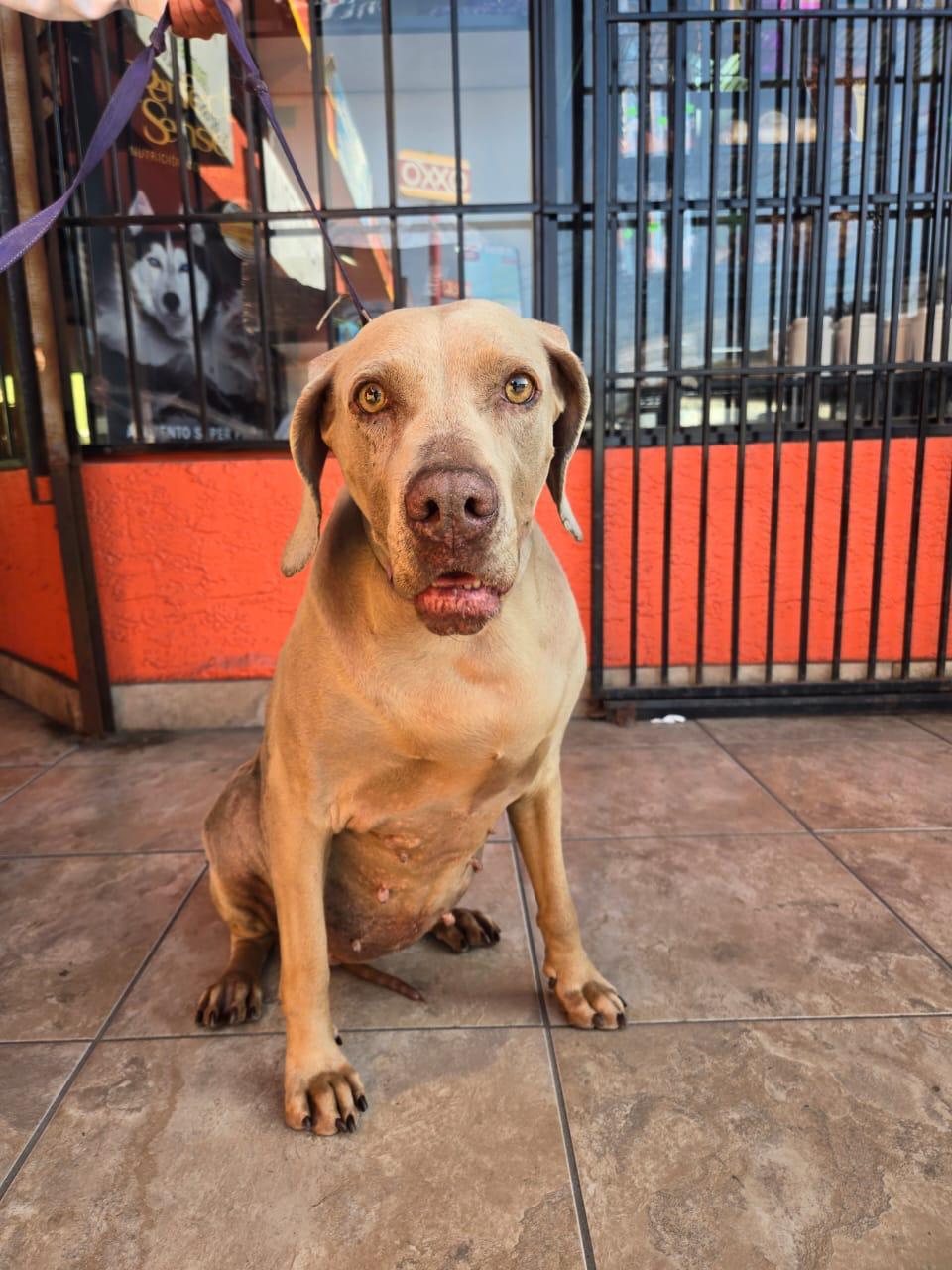 Enlarge leah, a Adoptable Weimaraner in Tijuana, BCN image 3/5