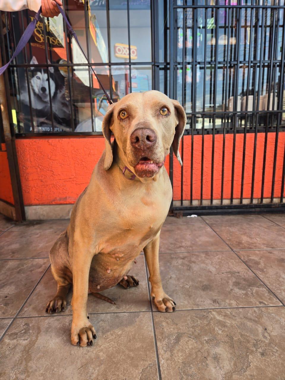 Enlarge leah, a Adoptable Weimaraner in Tijuana, BCN image 4/5