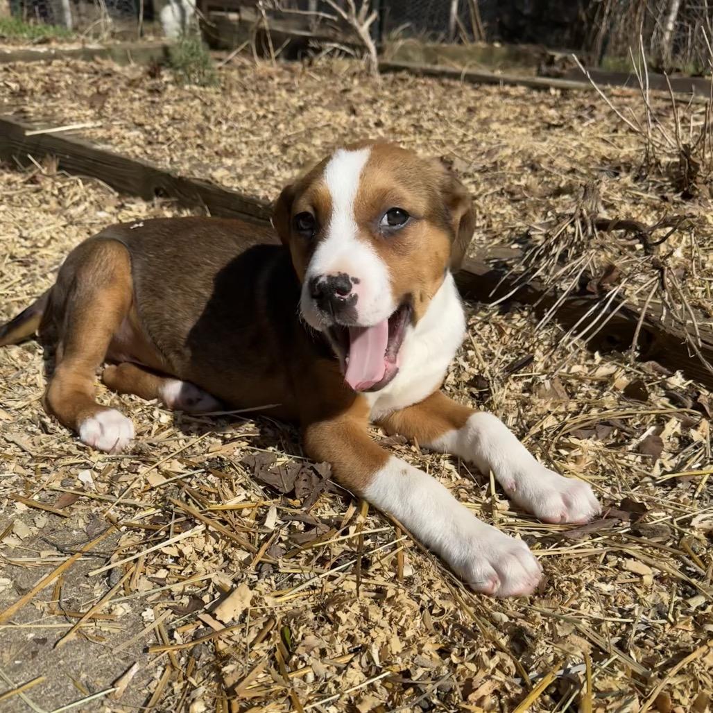 Louis, Adoptable, Puppy Male Boxer.