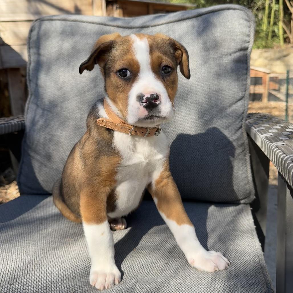 Enlarge Louis, a Adoptable mixed breed in Durham, NC image 2/5