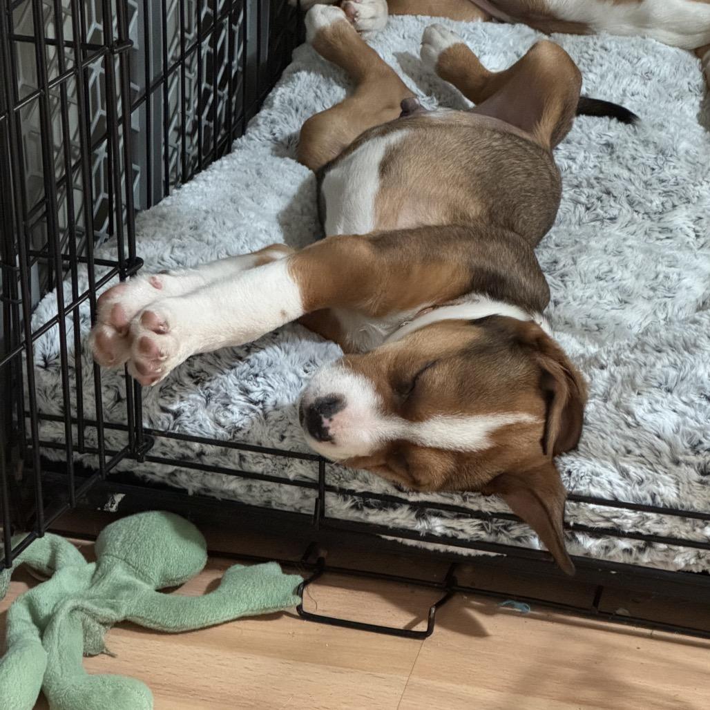 Enlarge Louis, a Adoptable mixed breed in Durham, NC image 3/5