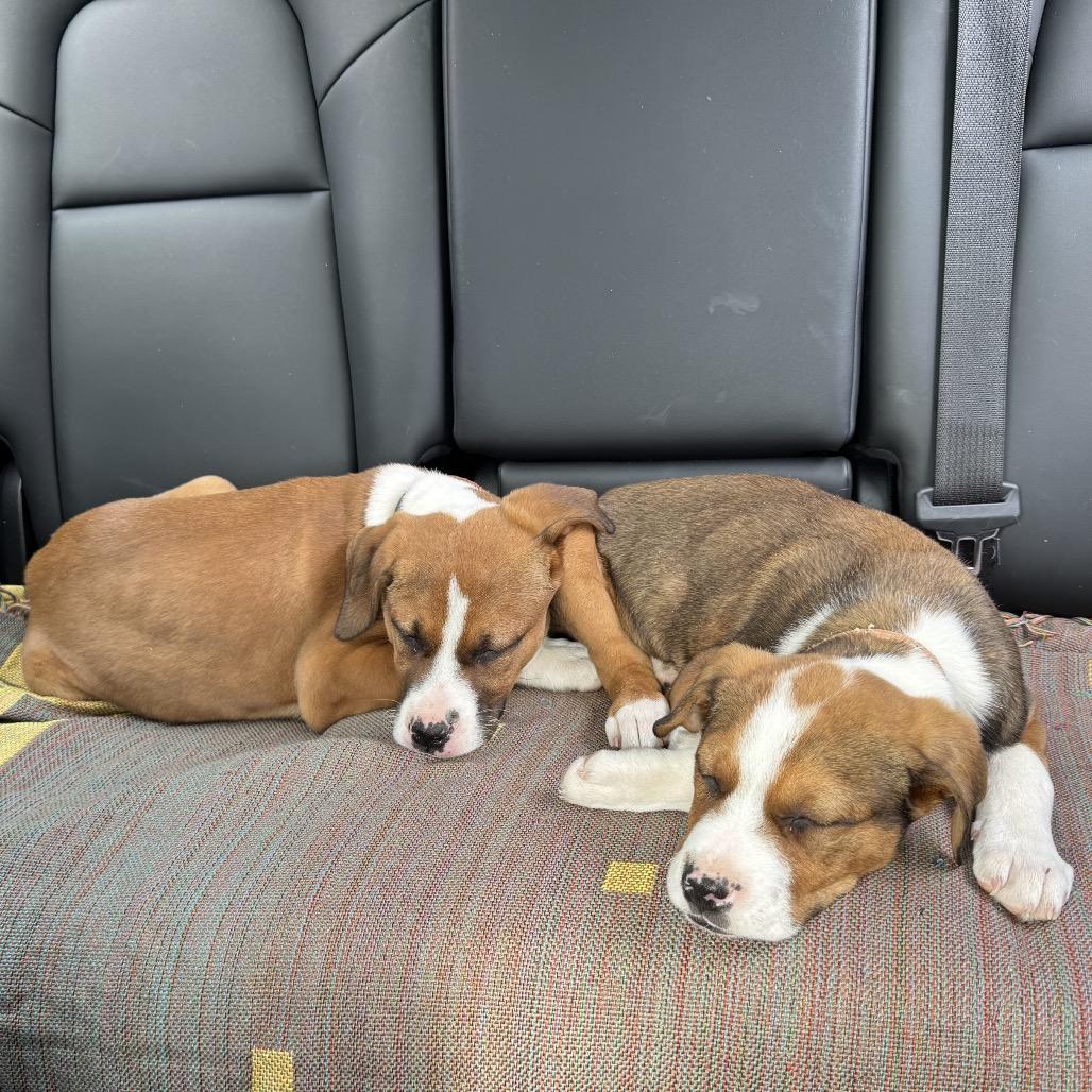 Louis — thumbnail 4