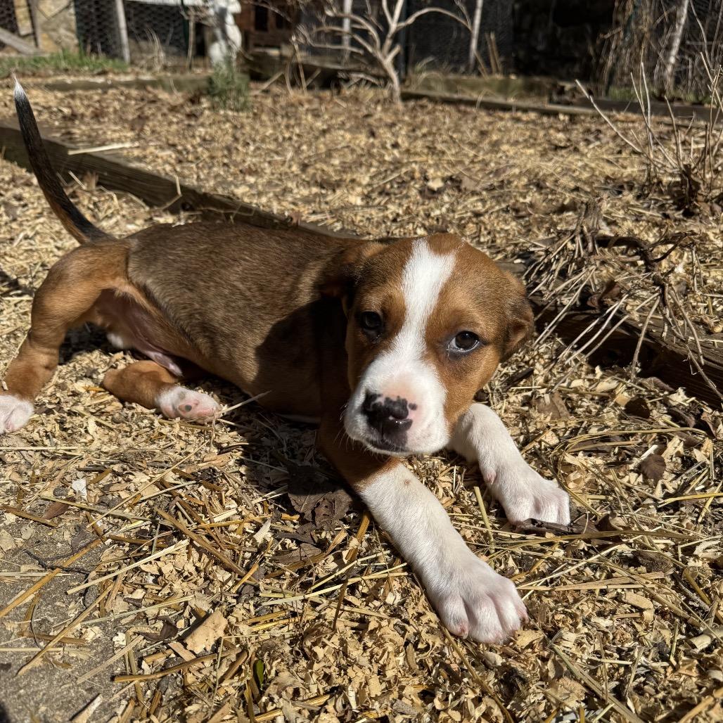 Louis — thumbnail 5