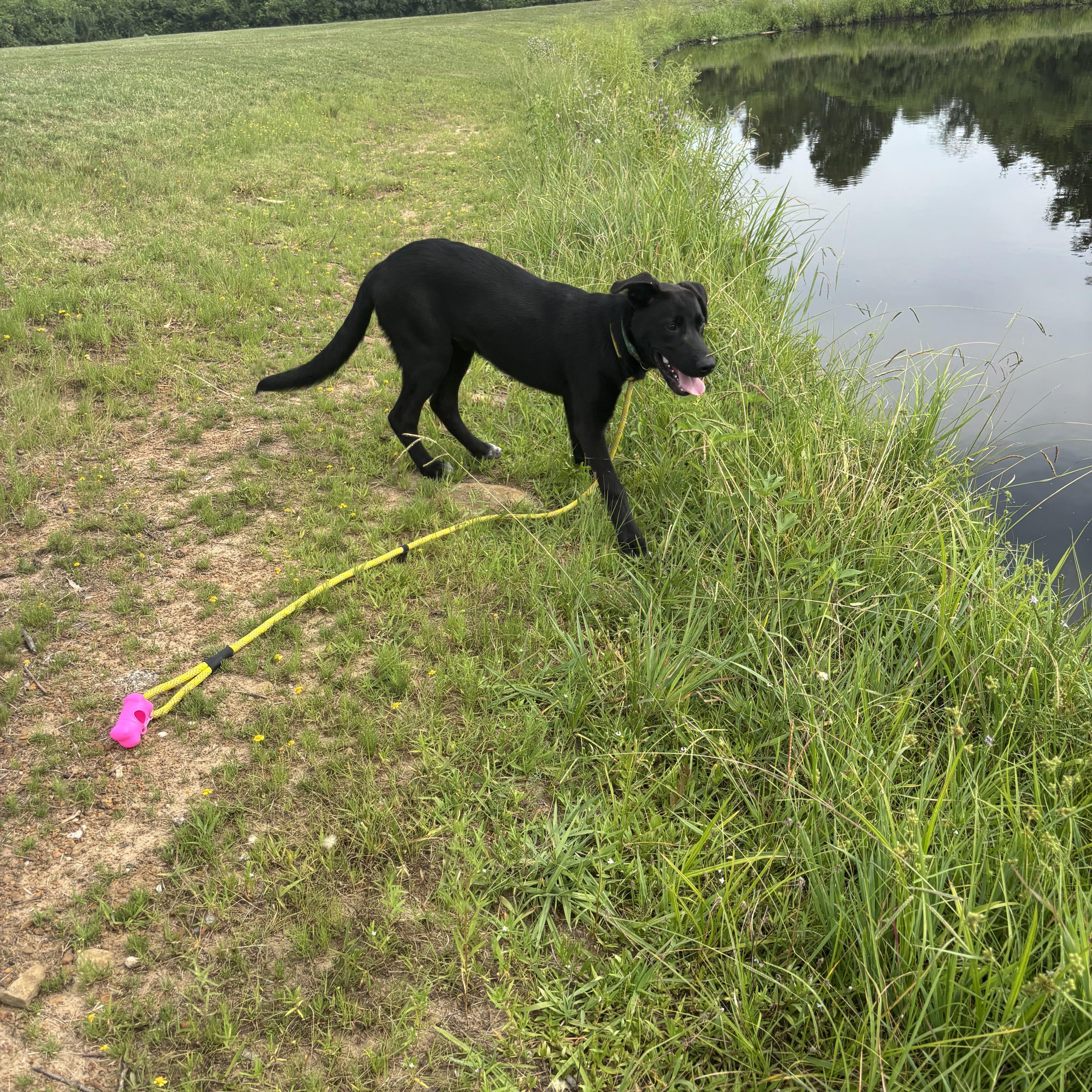 Enlarge Spike, a Adoptable mixed breed in Glenpool, OK image 4/6