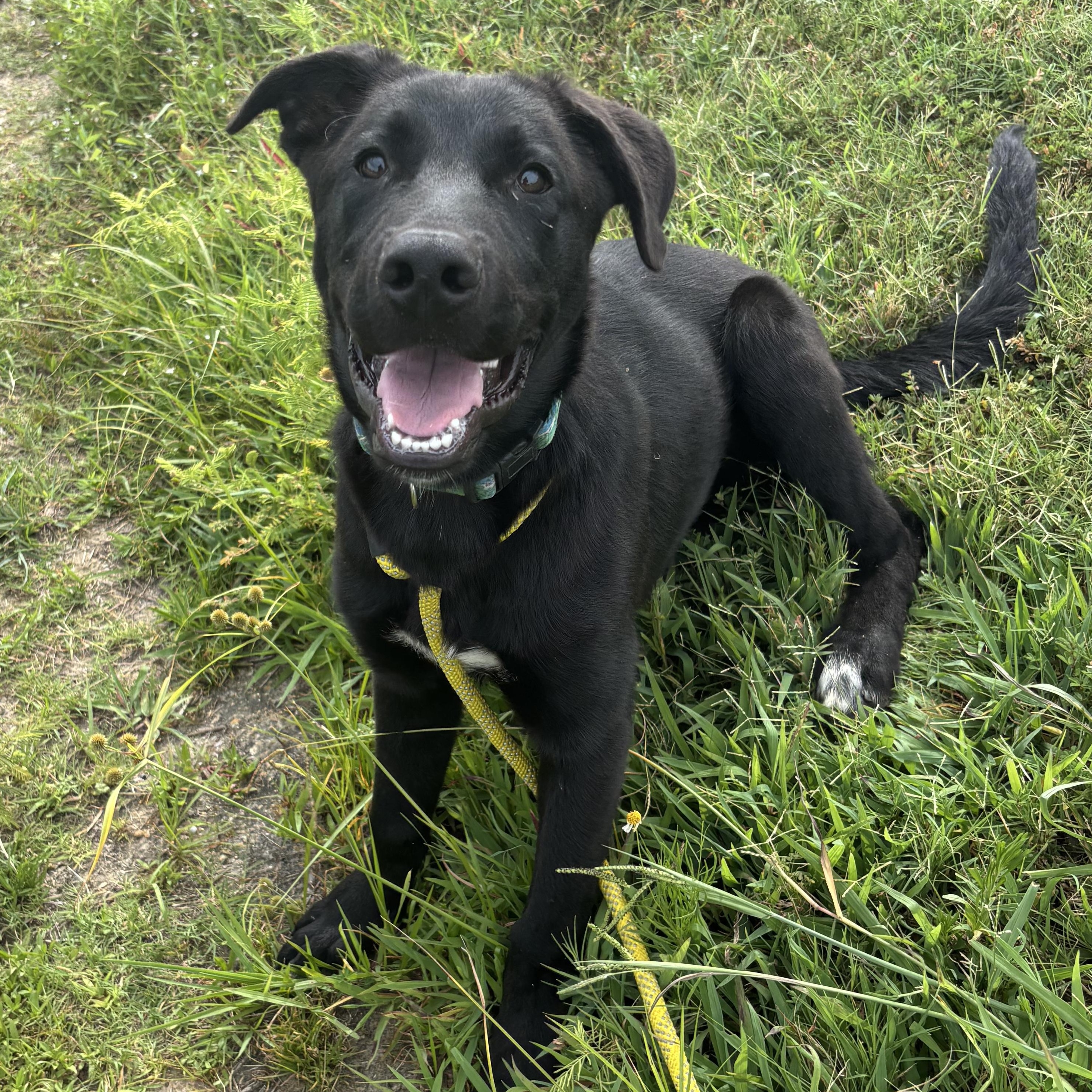 Enlarge Spike, a Adoptable mixed breed in Glenpool, OK image 1/6