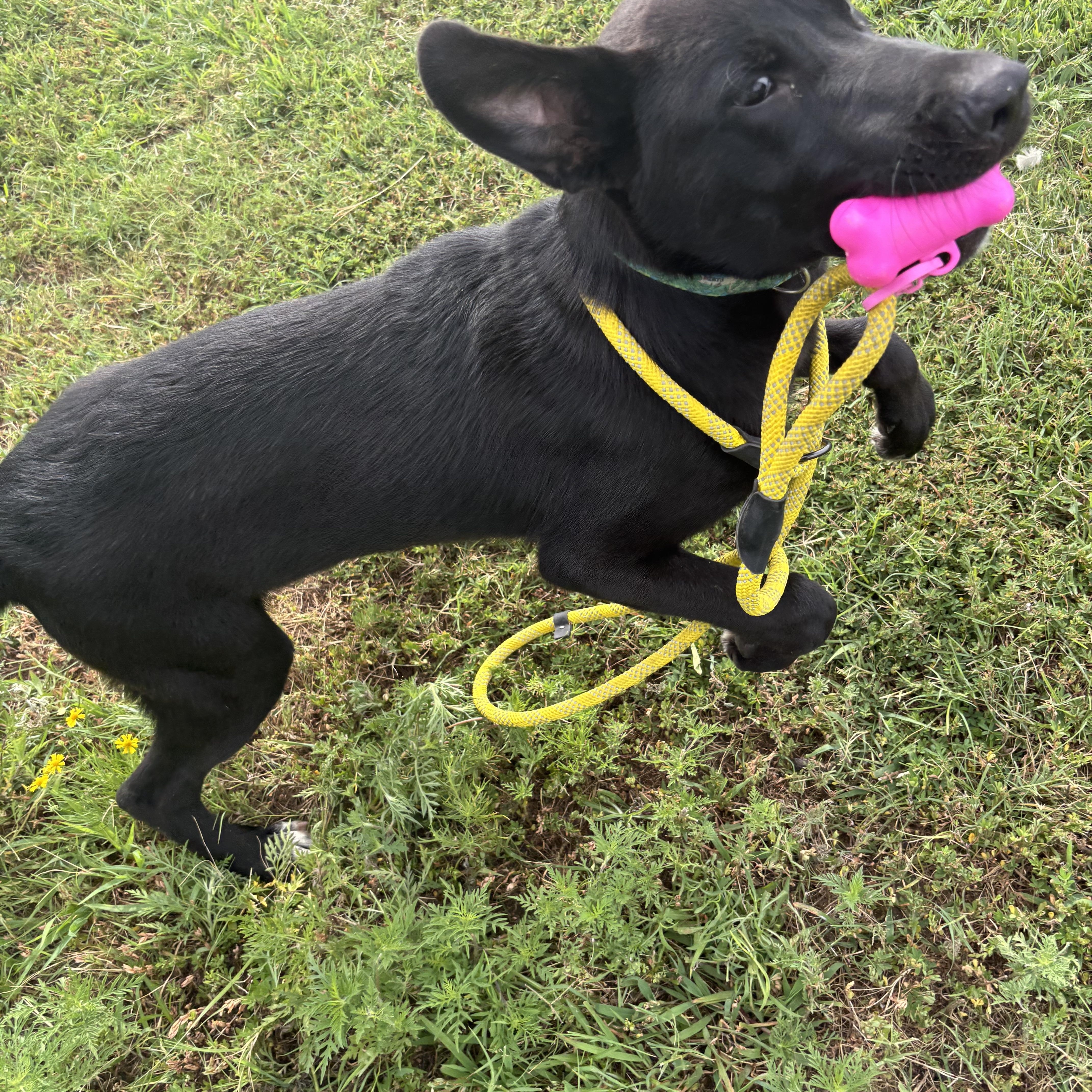 Enlarge Spike, a Adoptable mixed breed in Glenpool, OK image 6/6