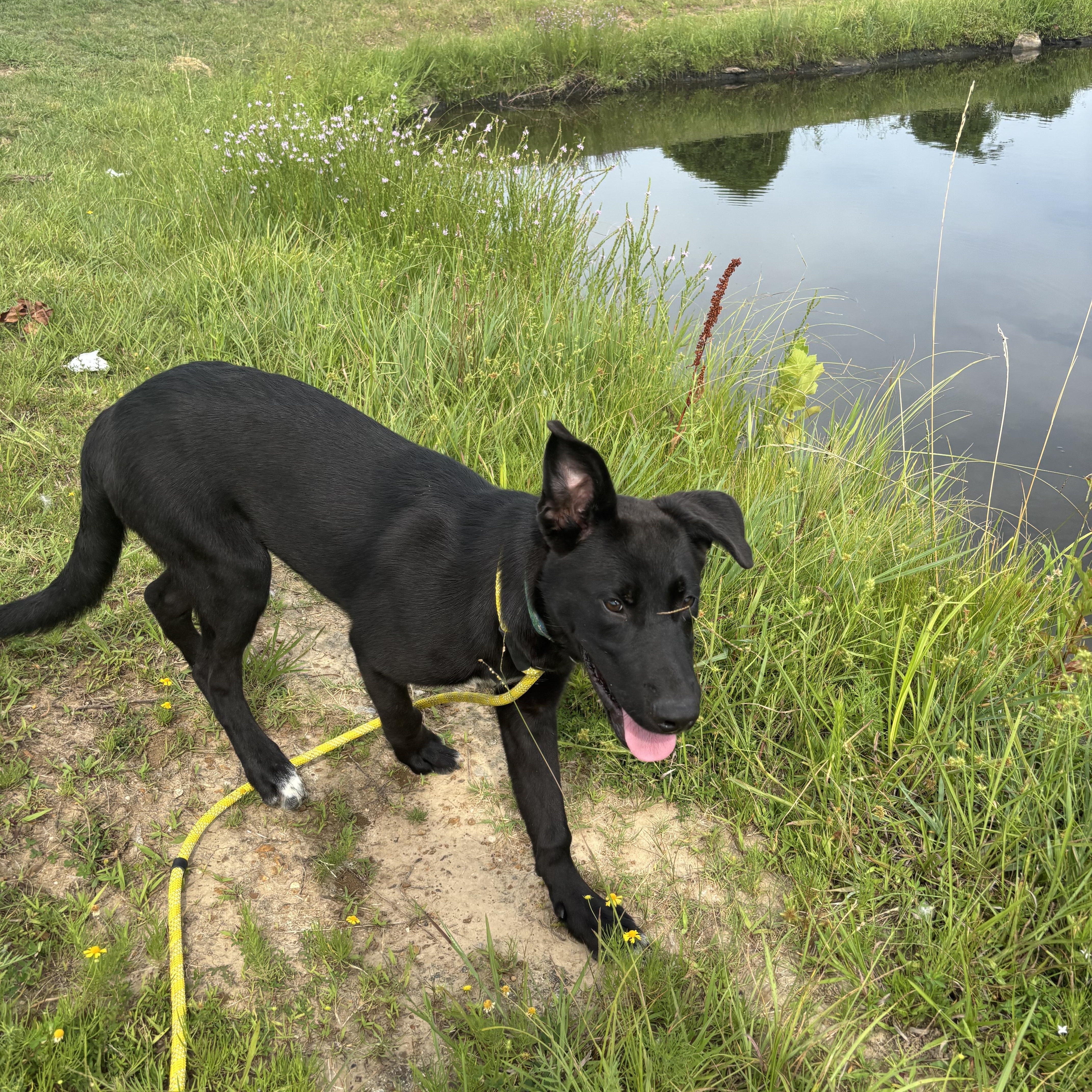 Enlarge Spike, a Adoptable mixed breed in Glenpool, OK image 5/6