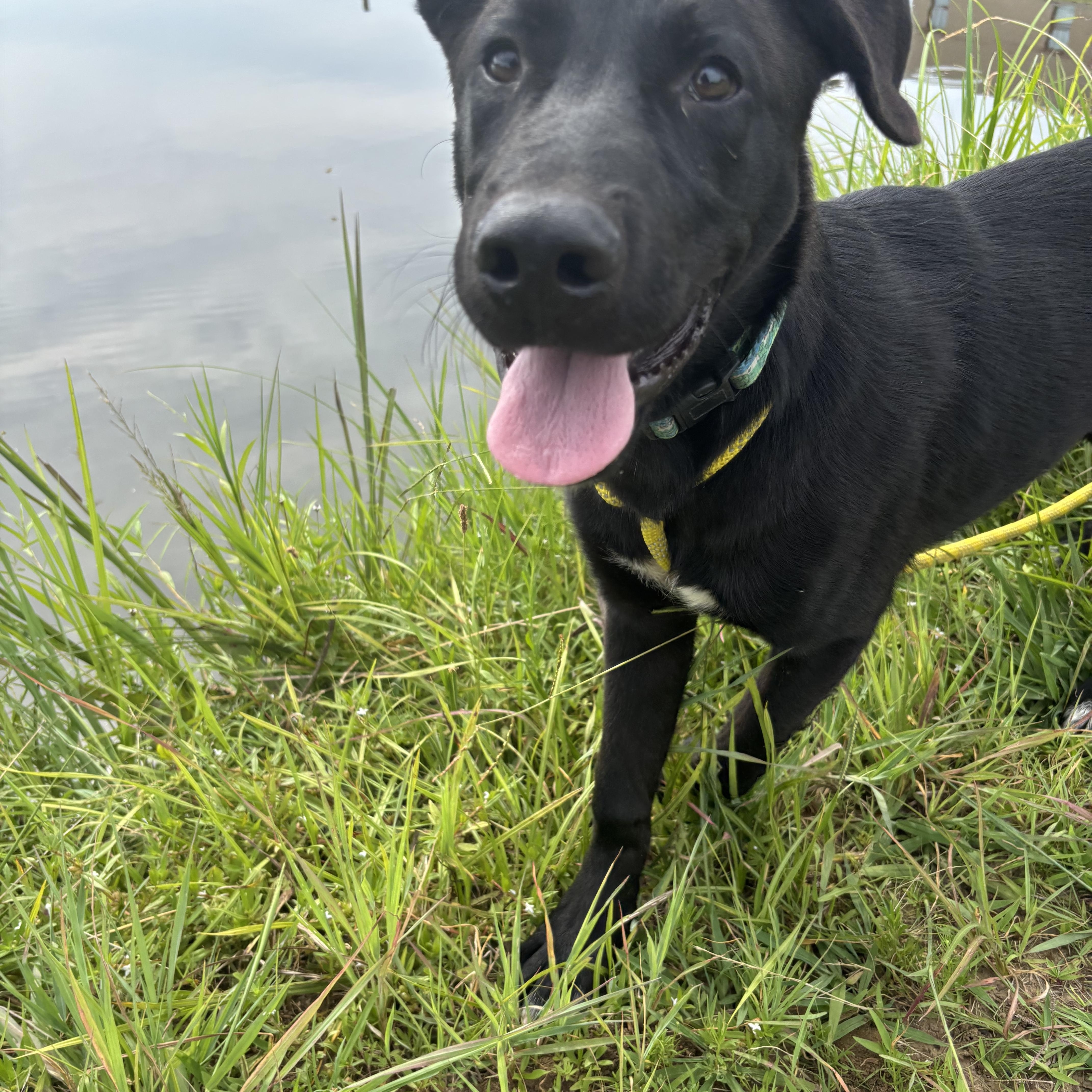 Enlarge Spike, a Adoptable mixed breed in Glenpool, OK image 3/6